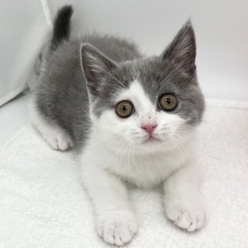 ブリティッシュショートヘア【愛知県・女の子・2023年8月2日・ブルー&ホワイト】の写真「遊び好き♪」