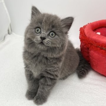 ブリティッシュロングヘア【愛知県・男の子・2024年5月8日・ブルー】の写真「もふもふさん✨」