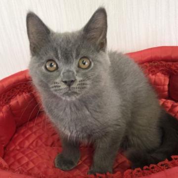 シャルトリュー【愛知県・男の子・2022年4月27日・ブルー】の写真「ゴロゴロさん♪」