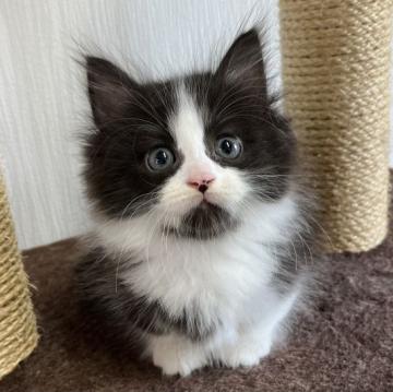 マンチカン(短足)【愛知県・男の子・2022年9月9日・ブラック&ホワイト（ロングヘアー）】の写真「可愛い短足ちゃん♪」