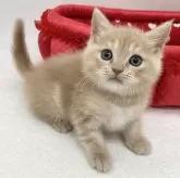 スコティッシュフォールド(立ち耳)【愛知県・男の子・2024年1月31日・クリームタビー】の写真1