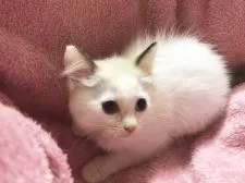 ラグドール【愛知県・女の子・2019年4月15日・シールポイントバイカラー】の写真1