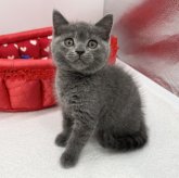 シャルトリュー