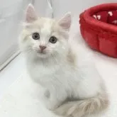 ラガマフィン【愛知県・男の子・2023年6月28日・クリームタビー&ホワイト】の写真1