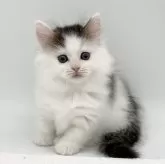 マンチカン(短足)【愛知県・女の子・2024年4月3日・ブラウンタビー&ホワイト】の写真1