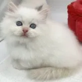 マンチカン(短足)【愛知県・女の子・2023年6月21日・レッドポイント&ホワイト】の写真1