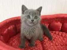 シャルトリュー【愛知県・女の子・2020年10月16日・ブルー】の写真1