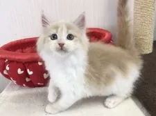 メインクーン【愛知県・男の子・2021年3月11日・クリームタビー&ホワイト】の写真1