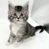 メインクーン【愛知県・男の子・2023年11月15日・シルバータビー&ホワイト】の写真1