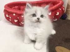 ミヌエット【愛知県・男の子・2021年1月15日・ブルーポイント&ホワイト】の写真1