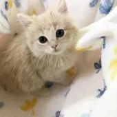 ラガマフィン【愛知県・男の子・2019年4月1日・クリームホワイト】の写真1