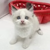 ラグドール【愛知県・男の子・2024年2月21日・シールポイントバイカラー】の写真1