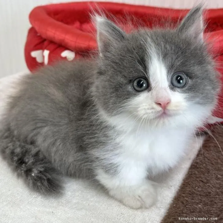 ID:2210-03192の子猫