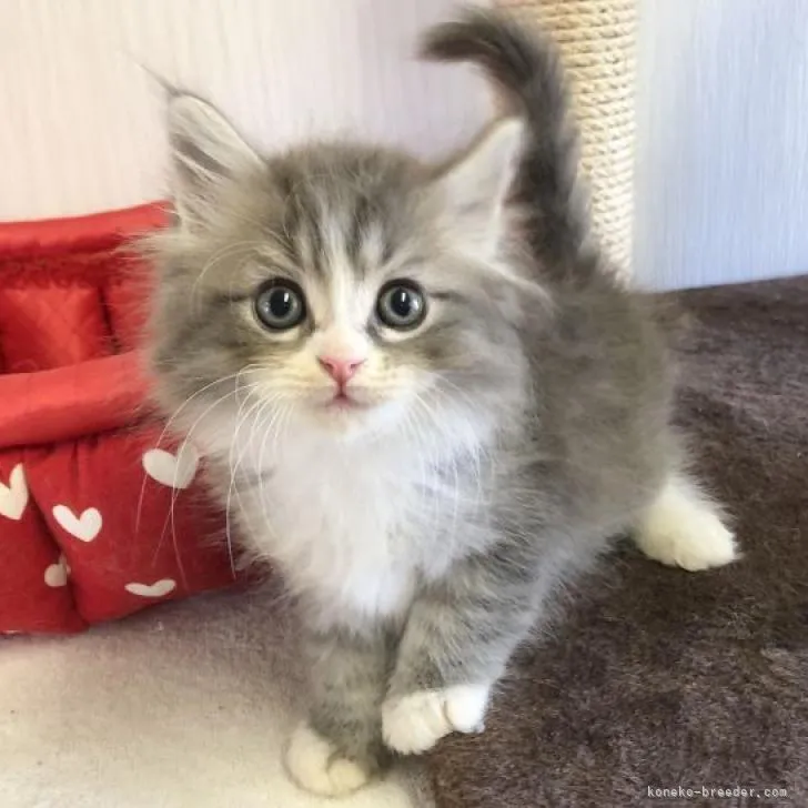 ID：2208-00073の子猫