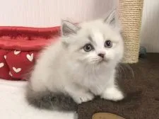 ミヌエット【愛知県・男の子・2021年1月15日・ブルーポイント&ホワイト】の写真2