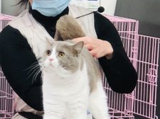 ブリティッシュショートヘア【・男の子・2020年3月1日・ライラック&ホワイト】