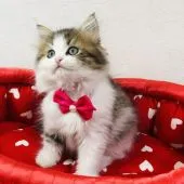 ラガマフィン【愛知県・女の子・2020年3月20日・ブラウンパッチドタビーホワイト】の写真2