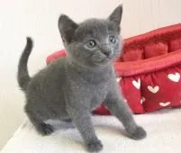 ロシアンブルー【愛知県・男の子・2021年3月26日・ブルー】の写真2