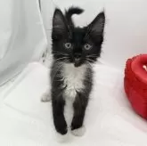 メインクーン【愛知県・男の子・2024年4月24日・ブラック&ホワイト】の写真2