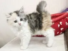 ラガマフィン【愛知県・女の子・2020年7月24日・シルバーパッチドタビー&ホワイト】の写真2