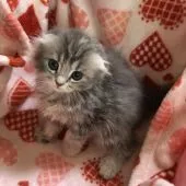 スコティッシュフォールド(折れ耳)【愛知県・女の子・2020年3月15日・ブルーパッチドタビー&ホワイト】の写真2