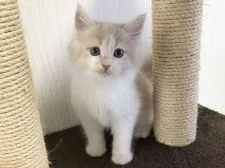 メインクーン【愛知県・男の子・2021年3月11日・クリームタビー&ホワイト】の写真2