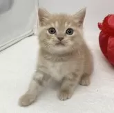 スコティッシュフォールド(立ち耳)【愛知県・男の子・2024年1月31日・クリームタビー】の写真2