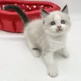 ラグドール【愛知県・男の子・2024年2月21日・シールポイントバイカラー】の写真2
