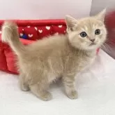 スコティッシュフォールド(立ち耳)【愛知県・男の子・2024年1月31日・クリームタビー】の写真3