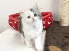 ラガマフィン【愛知県・女の子・2020年7月24日・シルバーパッチドタビー&ホワイト】の写真3