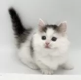 マンチカン(短足)【愛知県・女の子・2024年4月3日・ブラウンタビー&ホワイト】の写真4