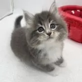 ノルウェージャンフォレストキャット【愛知県・男の子・2024年10月23日・ブルータビー&ホワイト】の写真4