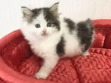 ラガマフィン【愛知県・男の子・2021年3月5日・ブラウンタビー&ホワイト】の写真4