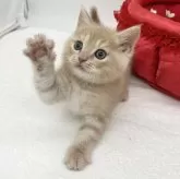 スコティッシュフォールド(立ち耳)【愛知県・男の子・2024年1月31日・クリームタビー】の写真4