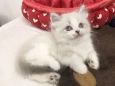 ミヌエット【愛知県・男の子・2021年1月15日・ブルーポイント&ホワイト】の写真4