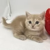 スコティッシュフォールド(立ち耳)【愛知県・男の子・2024年1月31日・クリームタビー】の写真5