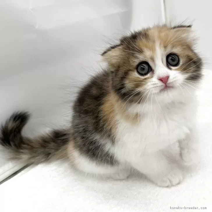 ID:2506-01861の子猫
