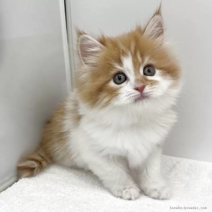 ラガマフィン【愛知県・女の子・2025年10月8日・レッドタビー&amp;ホワイト】の写真1