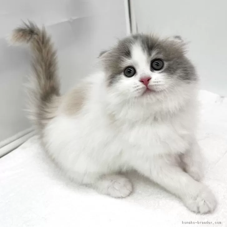 ID:2506-01865の子猫