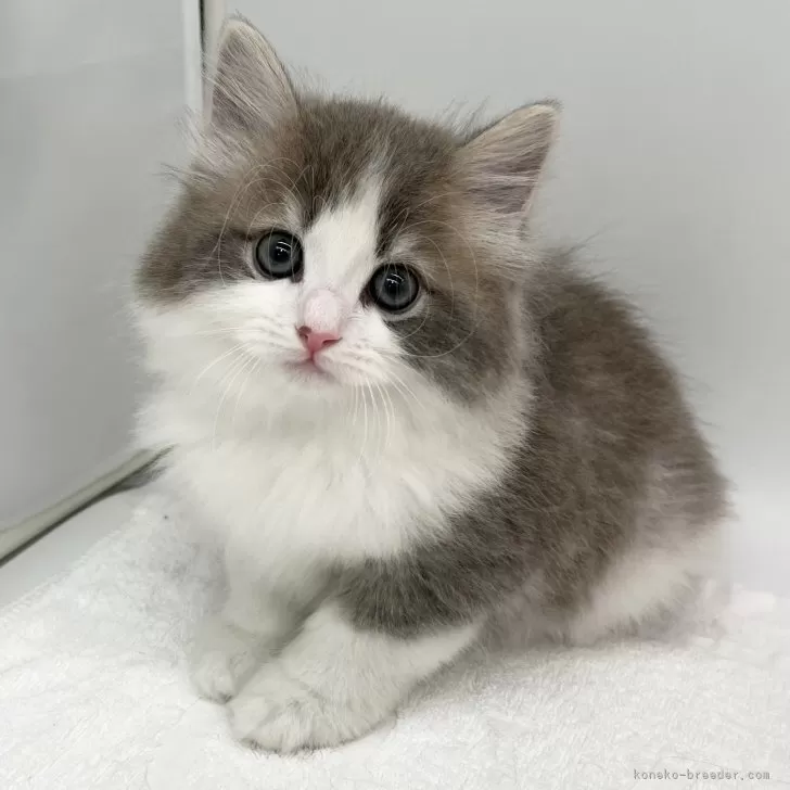 あゆちび 様のお迎えした子猫