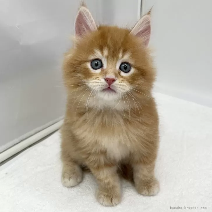 baron 様のお迎えした子猫