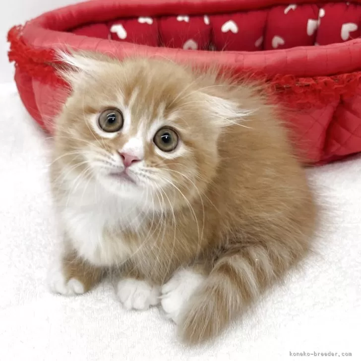 ID:2508-01935の子猫
