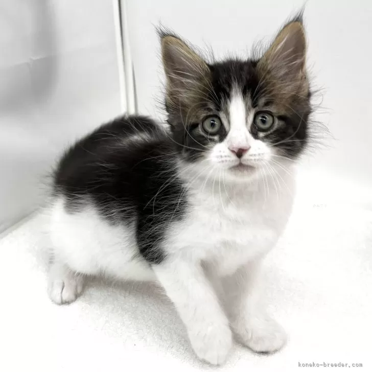 ID：2512-02624の子猫