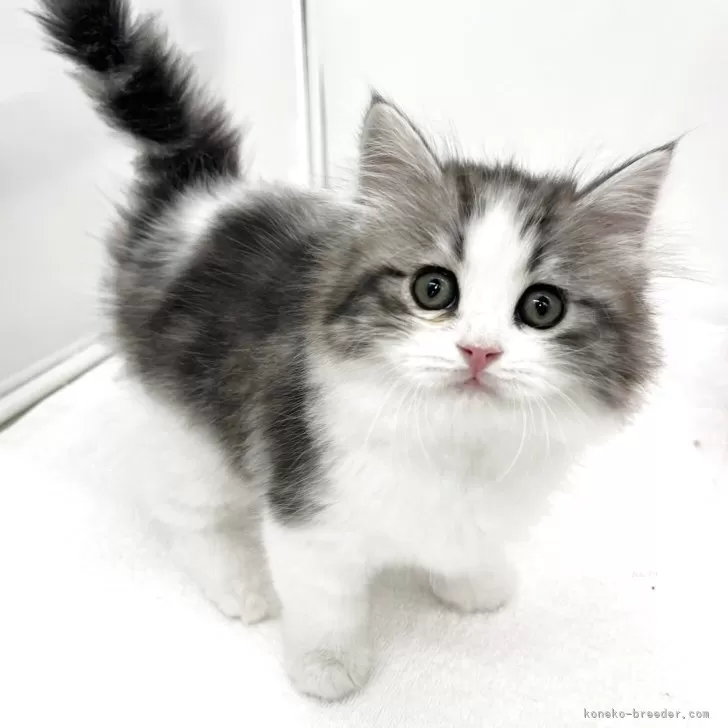 ID:2504-03299の子猫