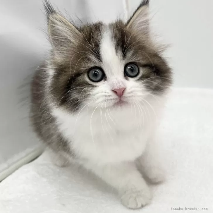 ID:2501-02292の子猫