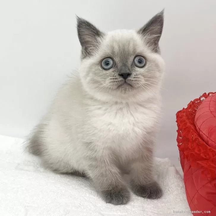 ID：2505-00651の子猫