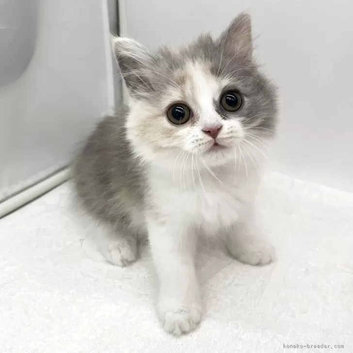 ID：2509-00038の子猫