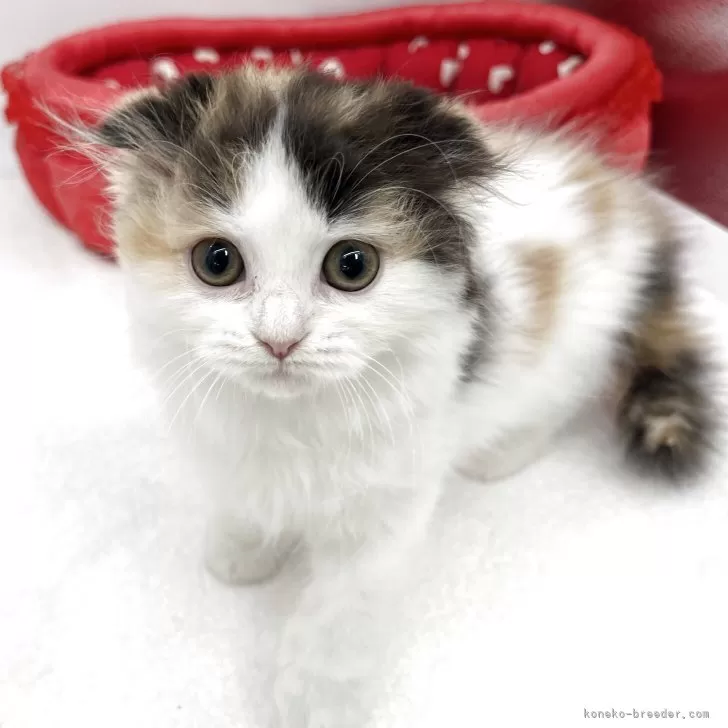 ID:2507-01466の子猫