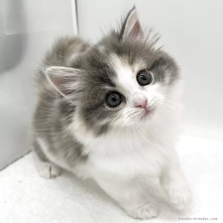 ラガマフィン【愛知県・女の子・2025年10月8日・ブルーパッチドタビー&amp;ホワイト】の写真1