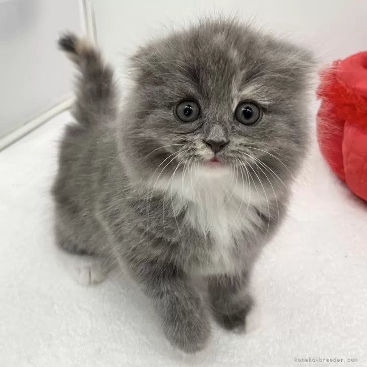 ID:2504-02343の子猫